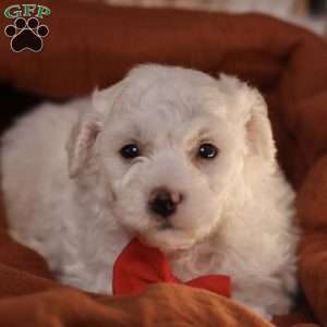 Bobby, Bichon Frise Puppy